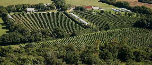 Camel Valley vineyard - resize